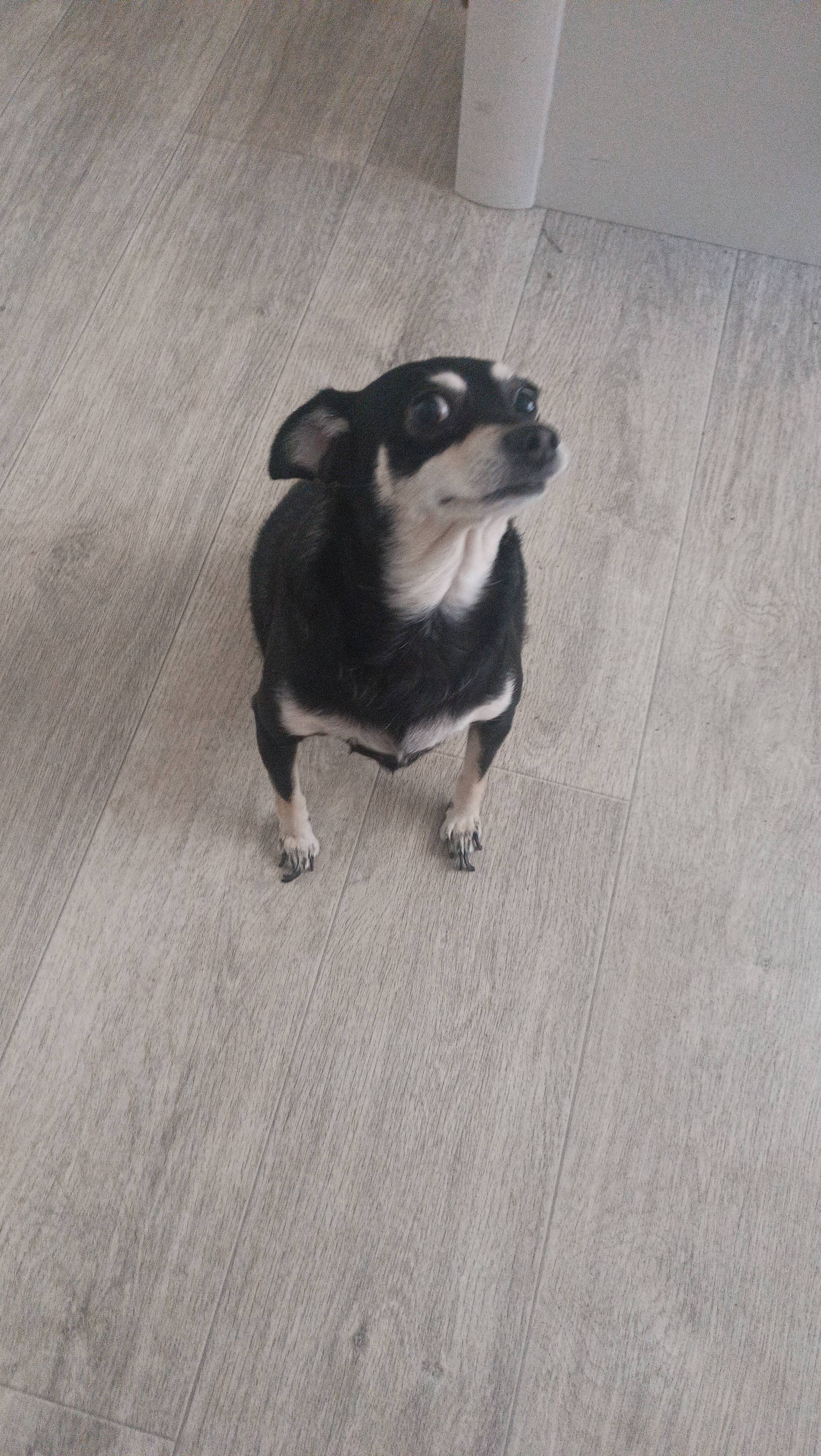 Помогите собачке выздороветь