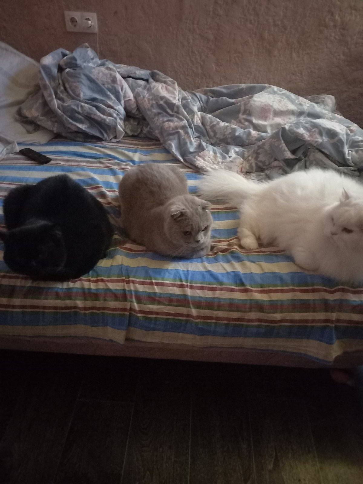 Помогите пожалуйста, на корм и еду.