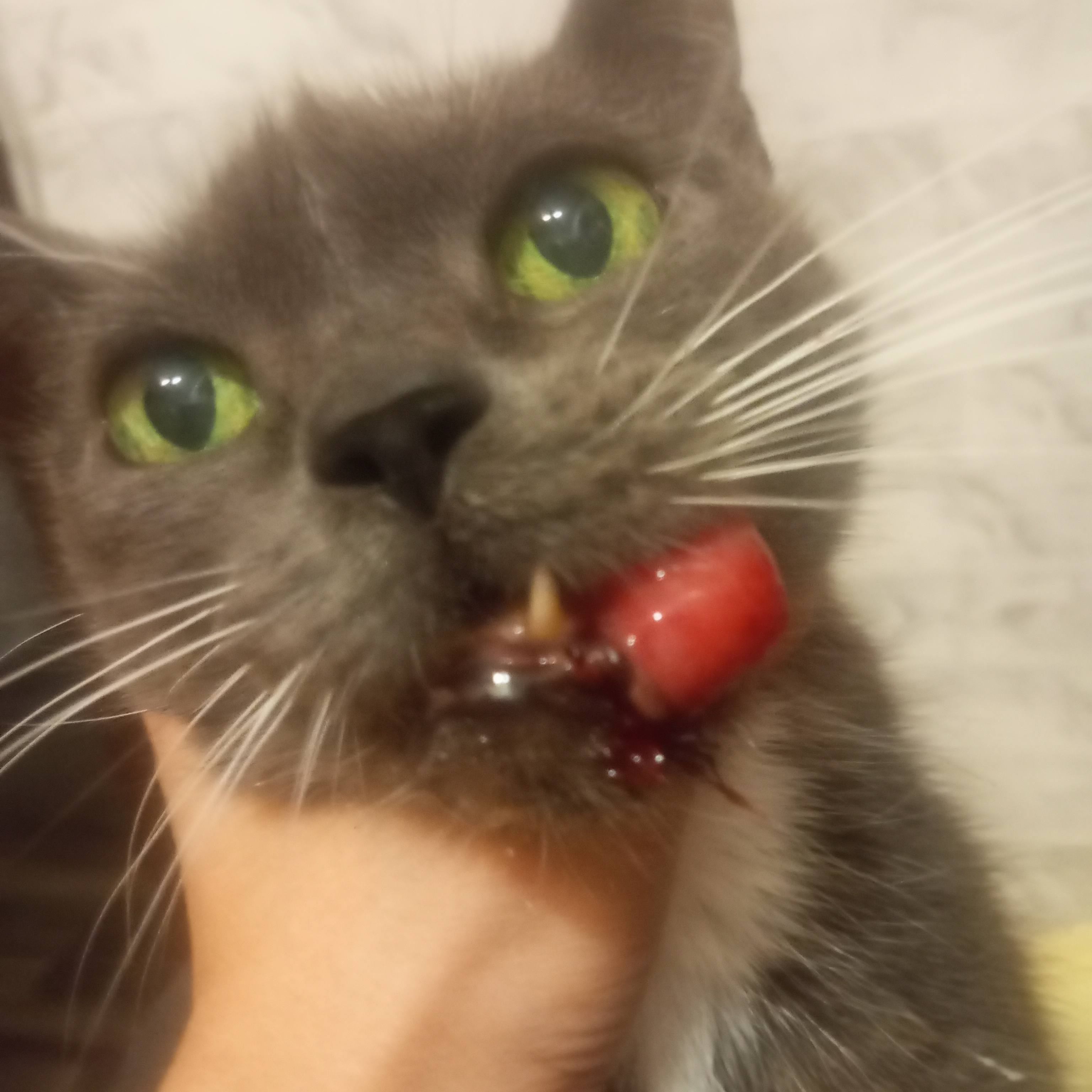 Марте стало хуже, спасите её спасите 🆘