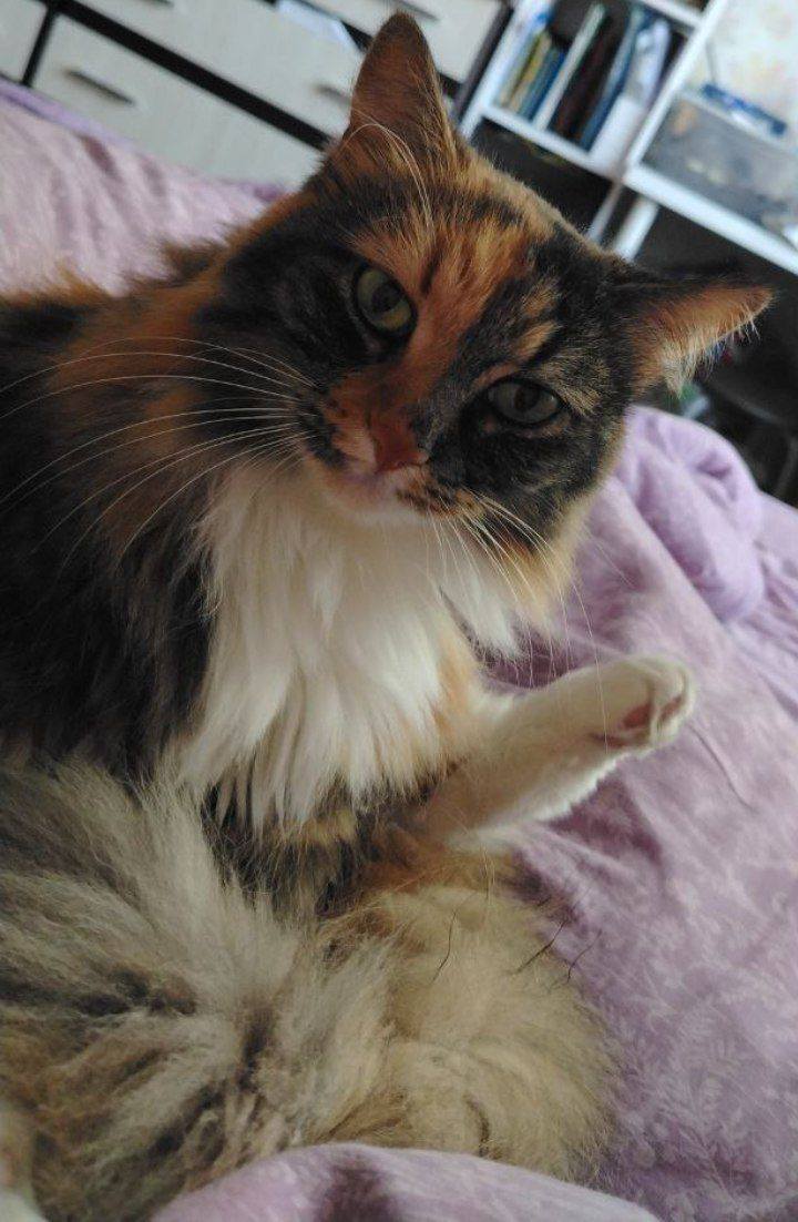 Прошу у вас помощи, чтобы пережить этот месяц 😭