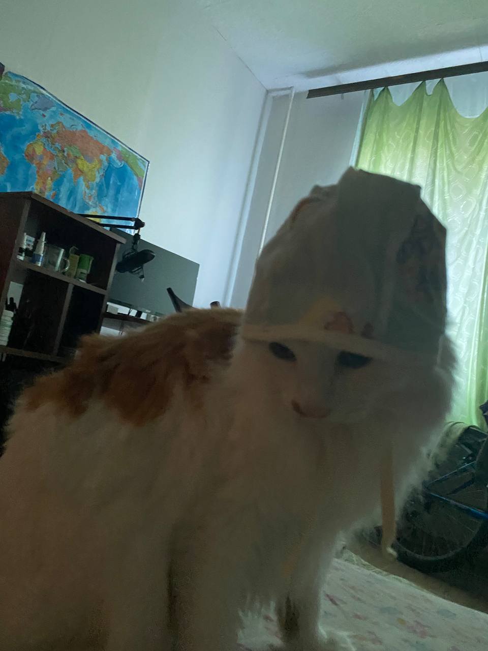 Кот на грани гибели. Проблемы с почками. 4 стадия.