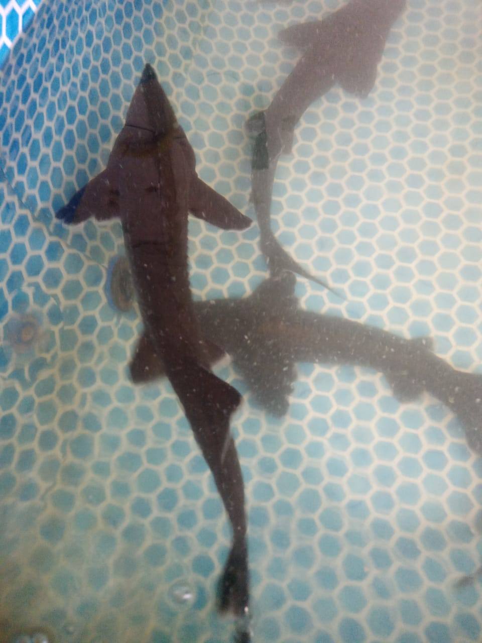 Помогите осуществить мечту.