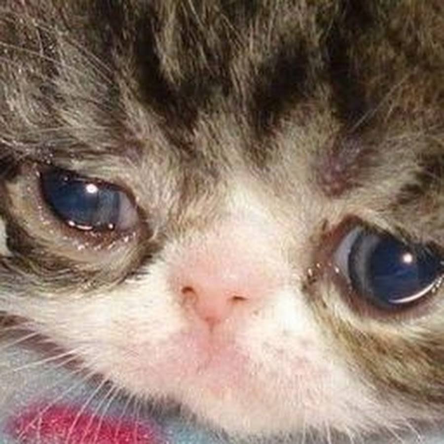 МОЛЮ ВАС О ПОМОЩИ 🙏🏼🙏🏼🙏🏼Пожалуйста помогите