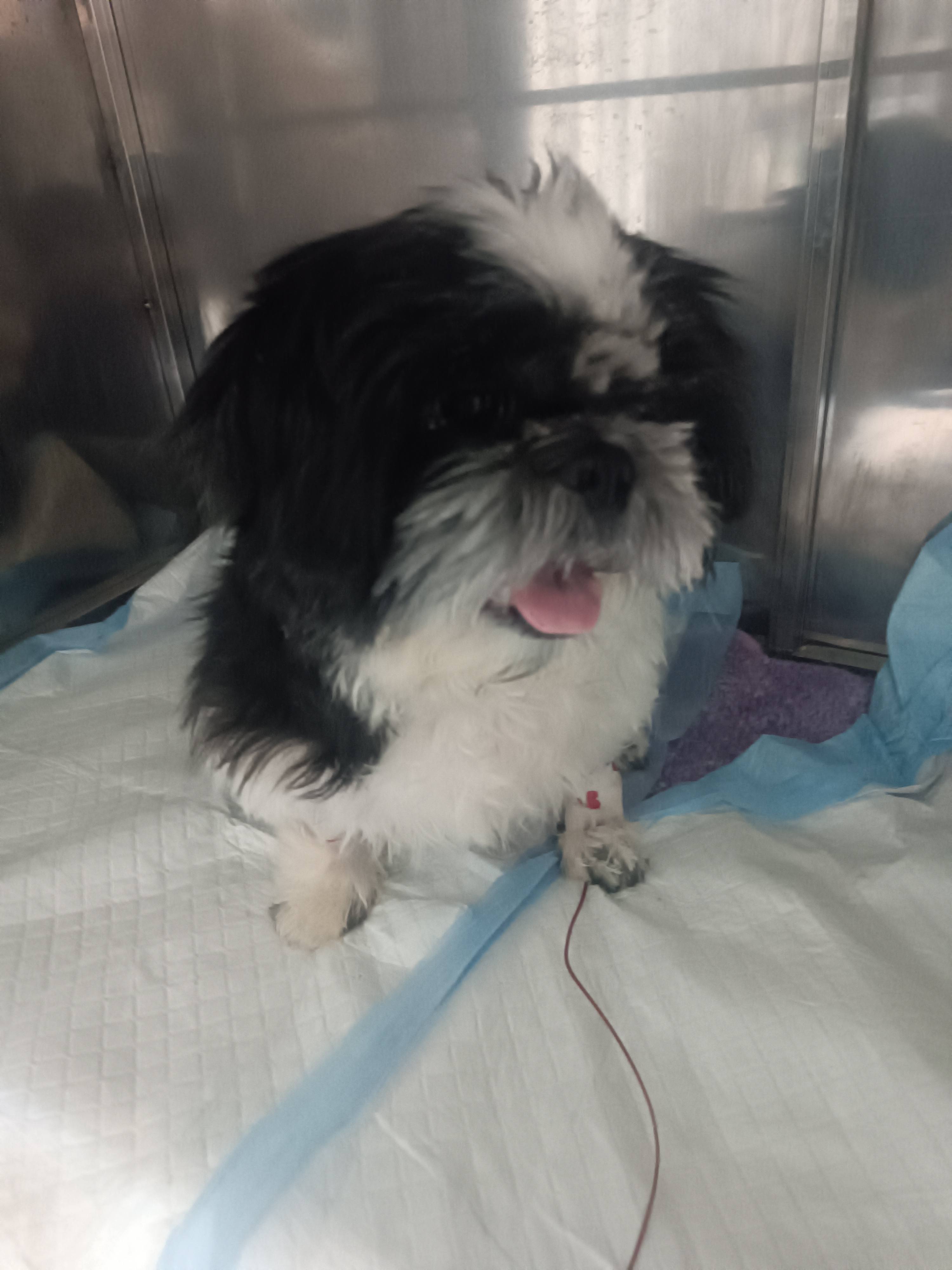 Помогите спасти мою любимую собаку