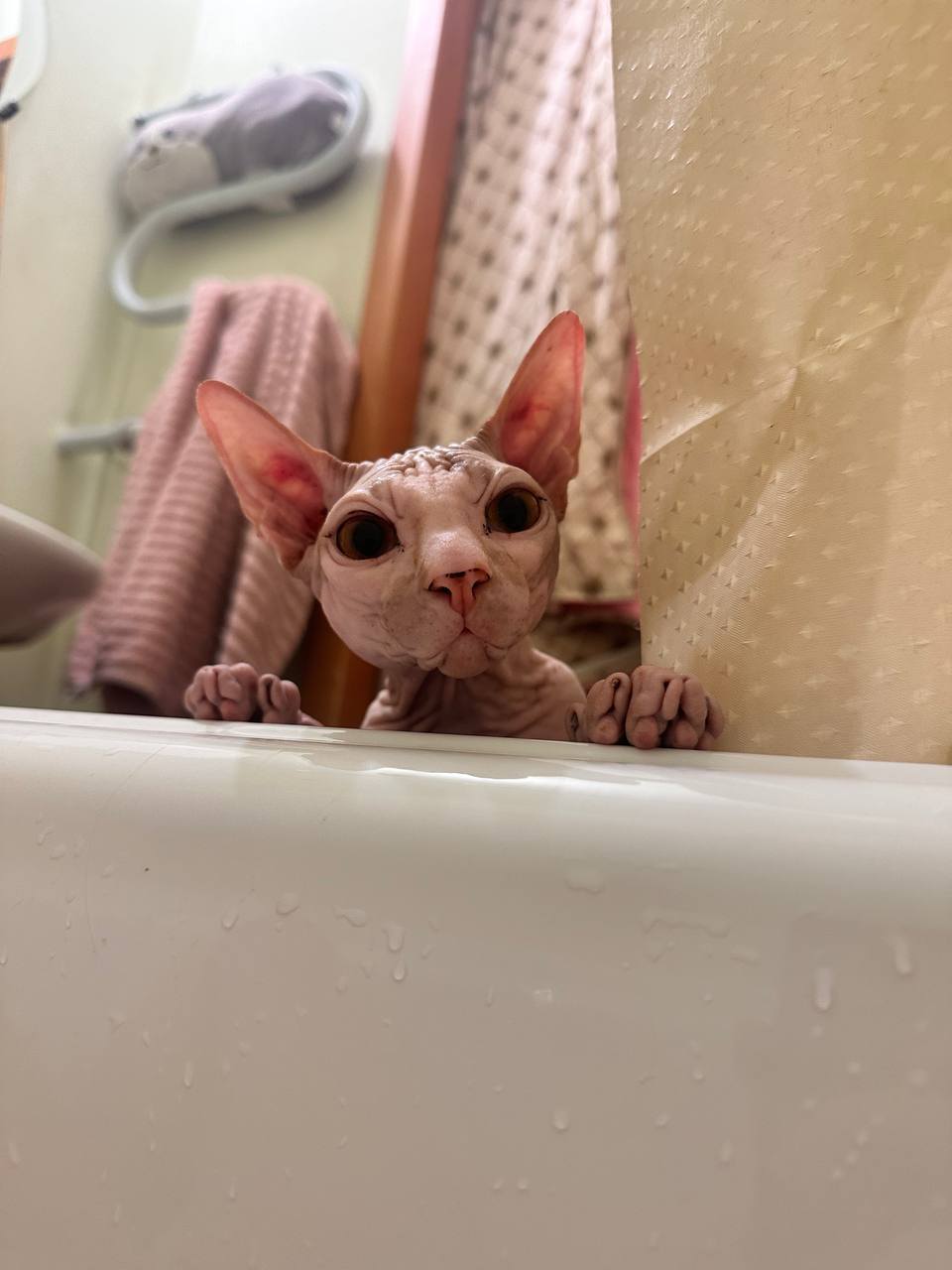 Котику на срочное узи и анализ крови