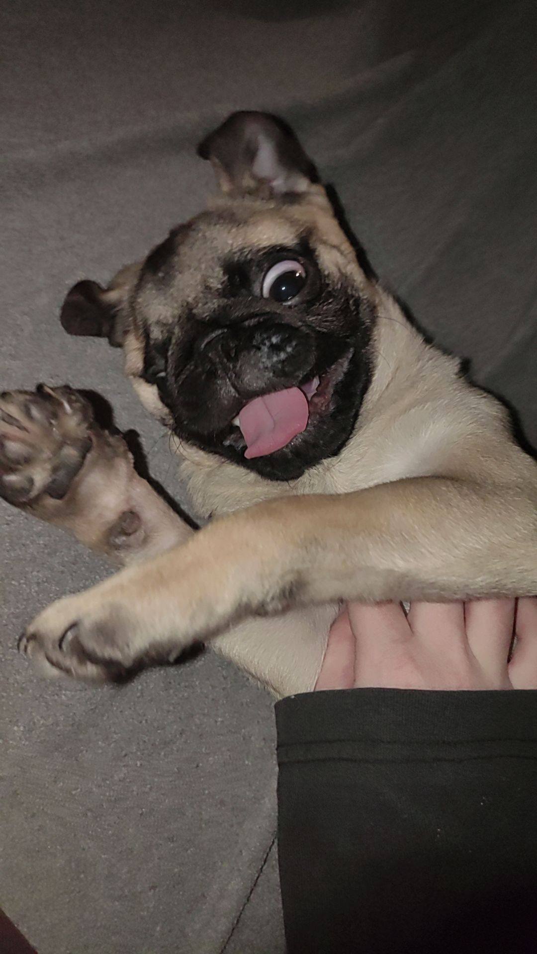 Помогите купить корм для щенка