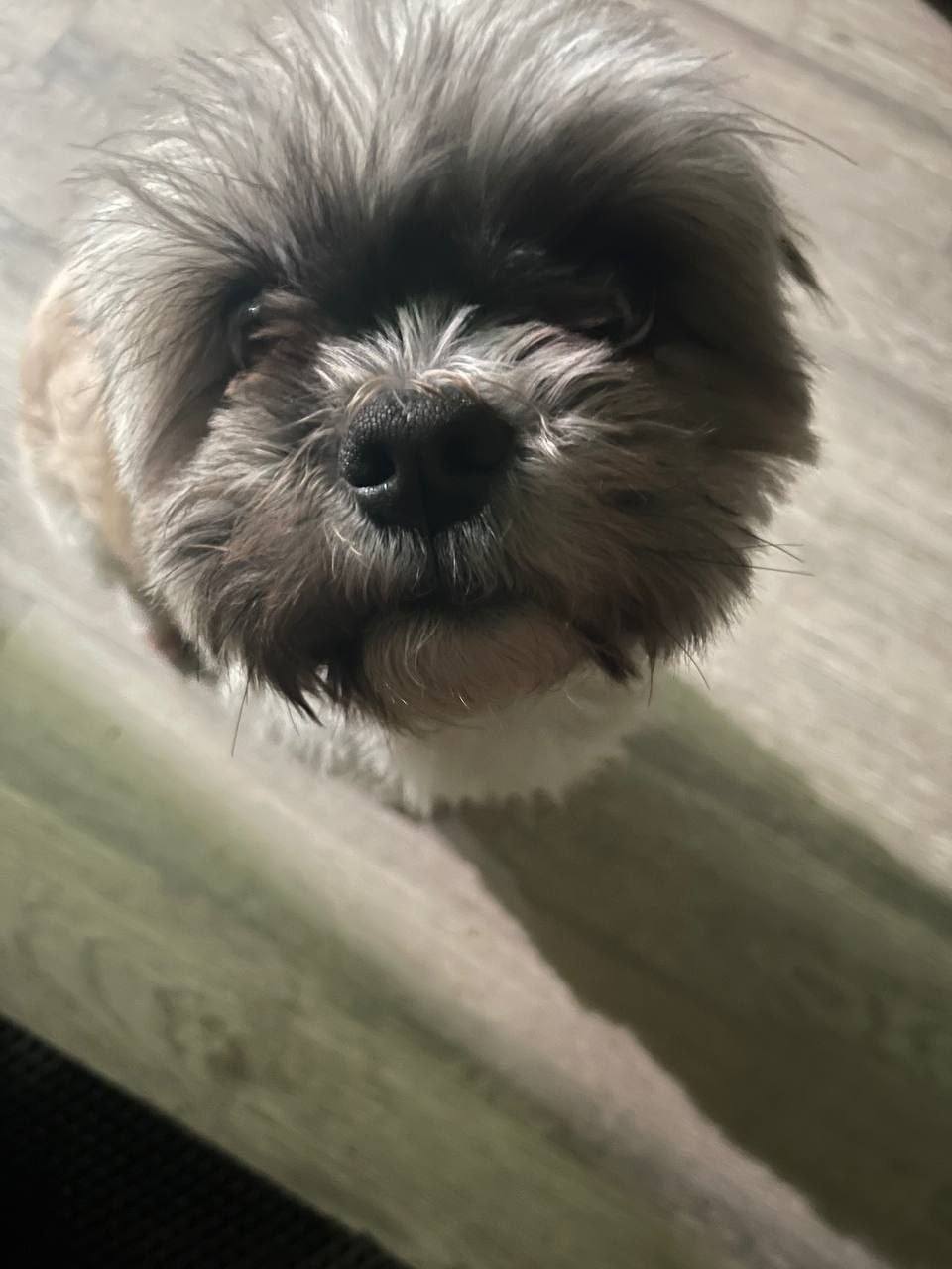 Нужны средства на лечение собаки