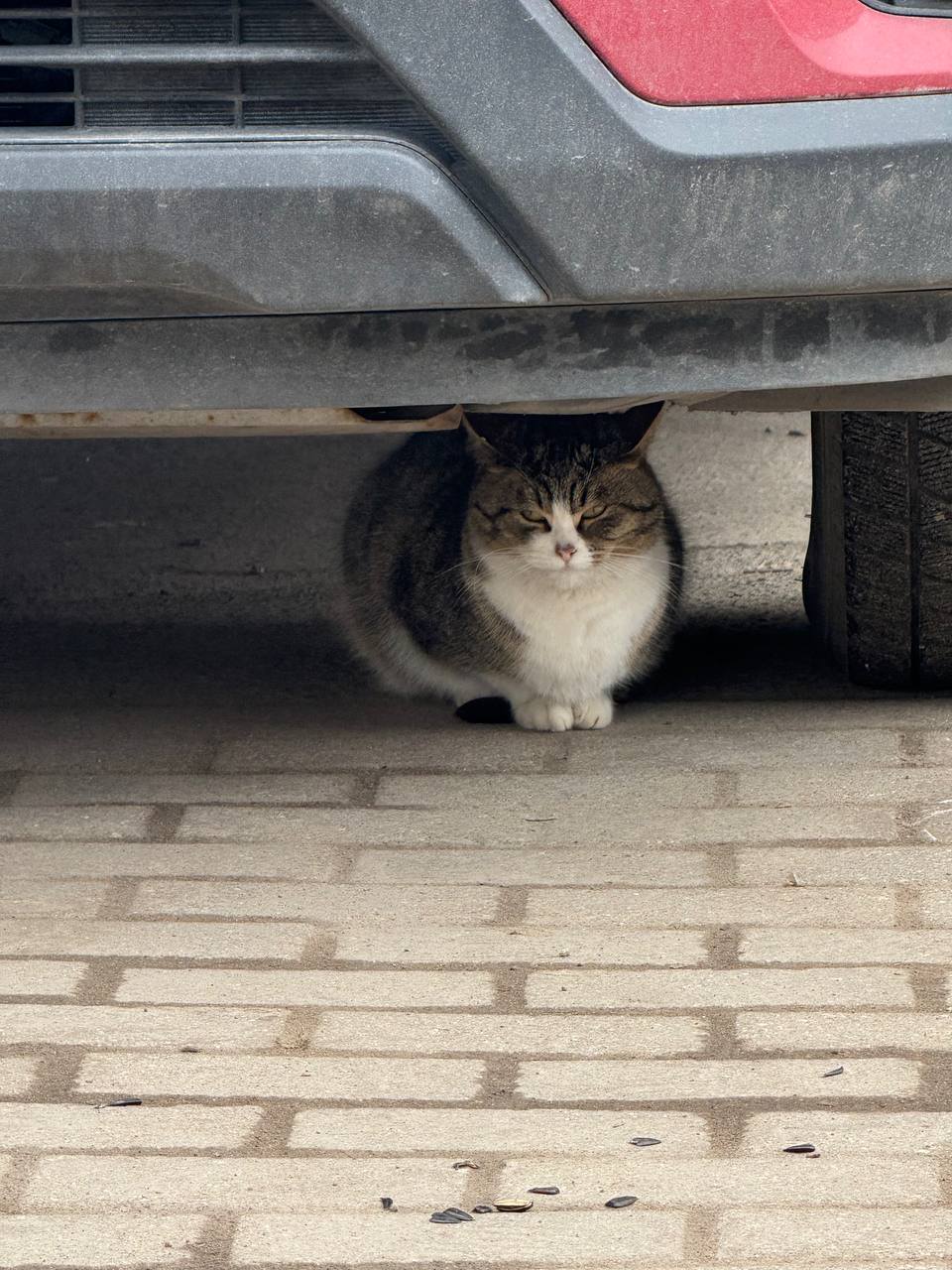 Котенку брошен на улице