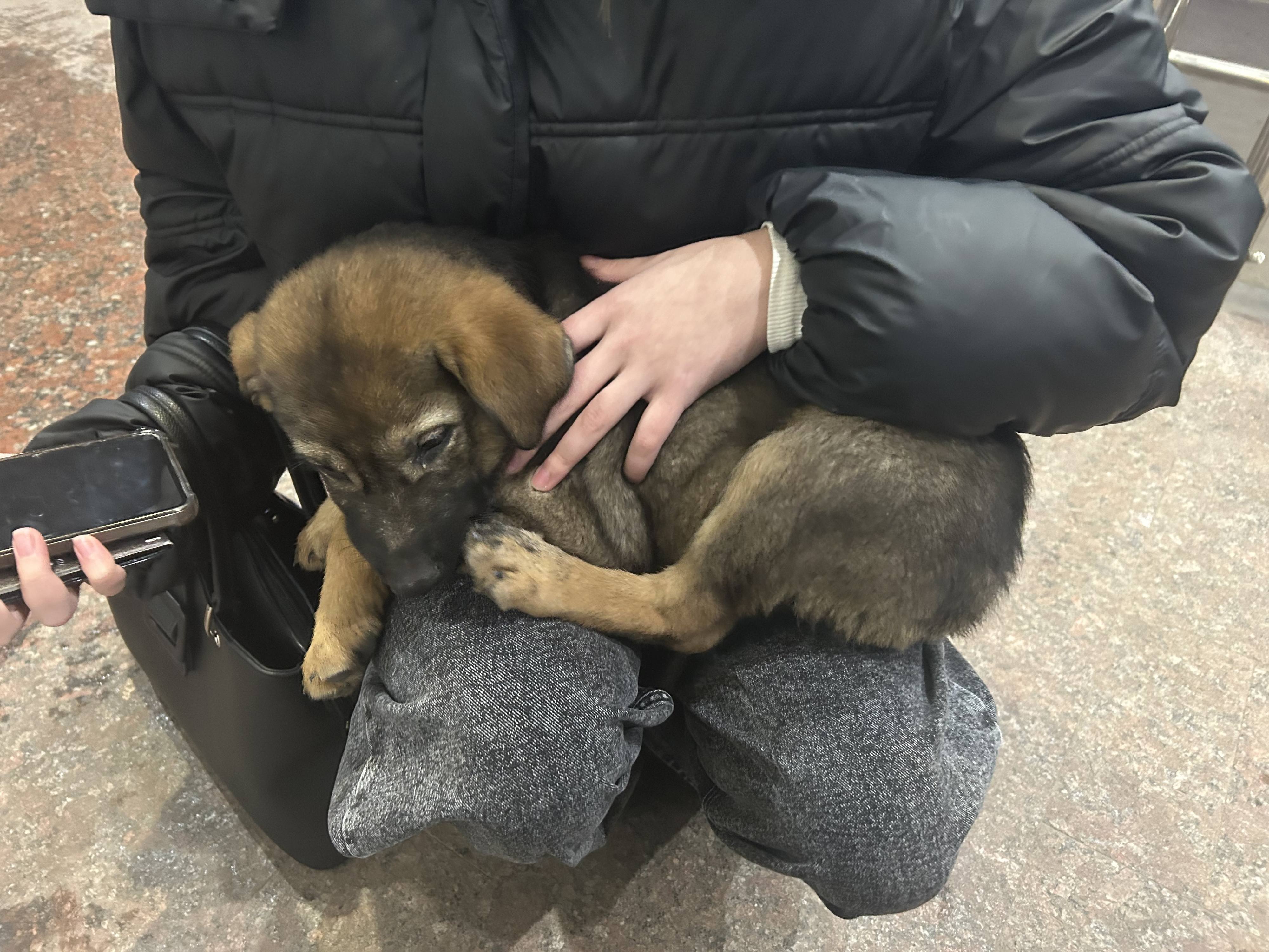 Помогите суммой для собачки на передержке