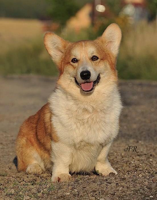 Хочу закрыть кредит (брала для учебы) 🥲