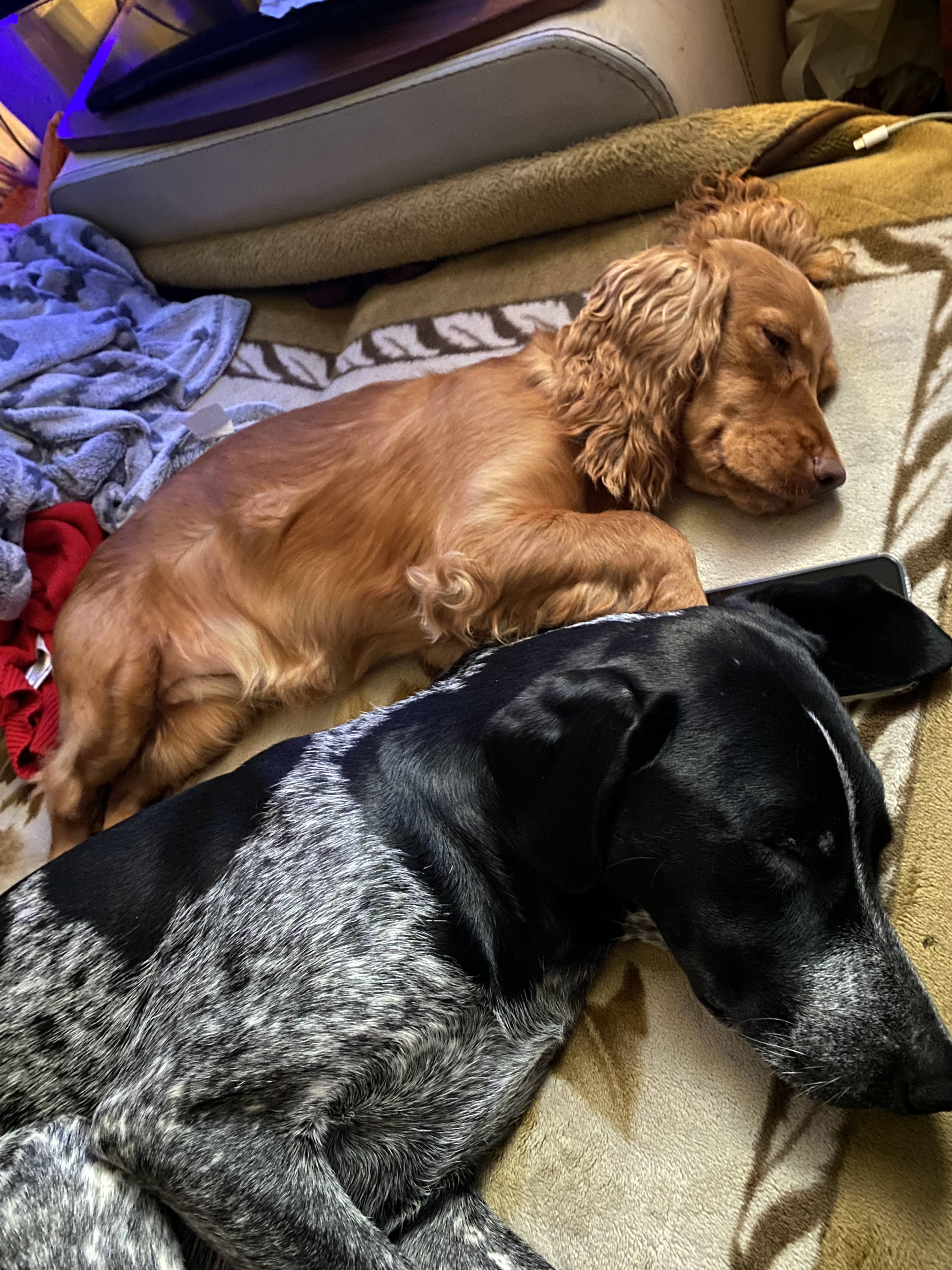 Помогите пожалуйста собачкам на корм!