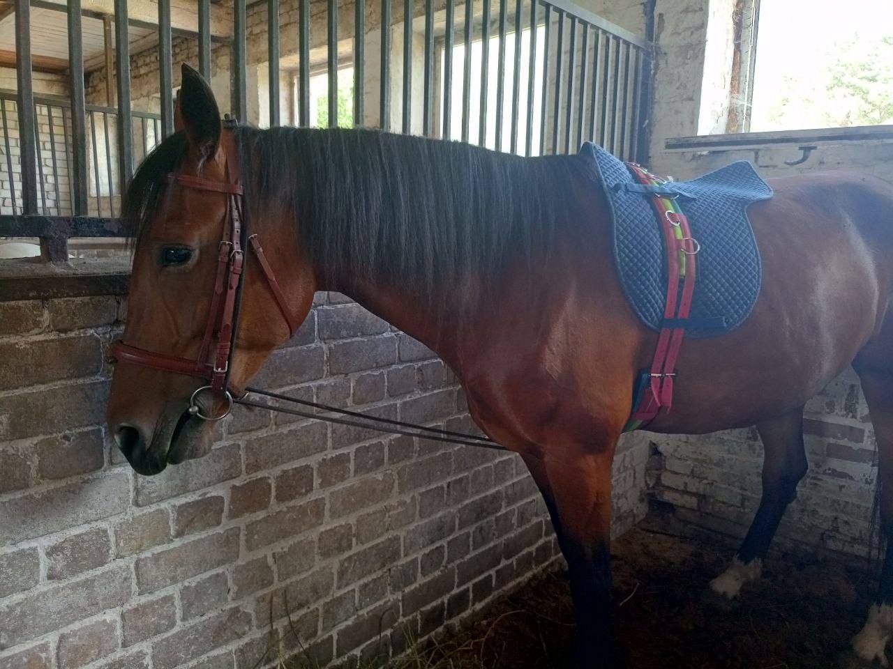 Помогите выкупить любимую лошадь с плохих условий