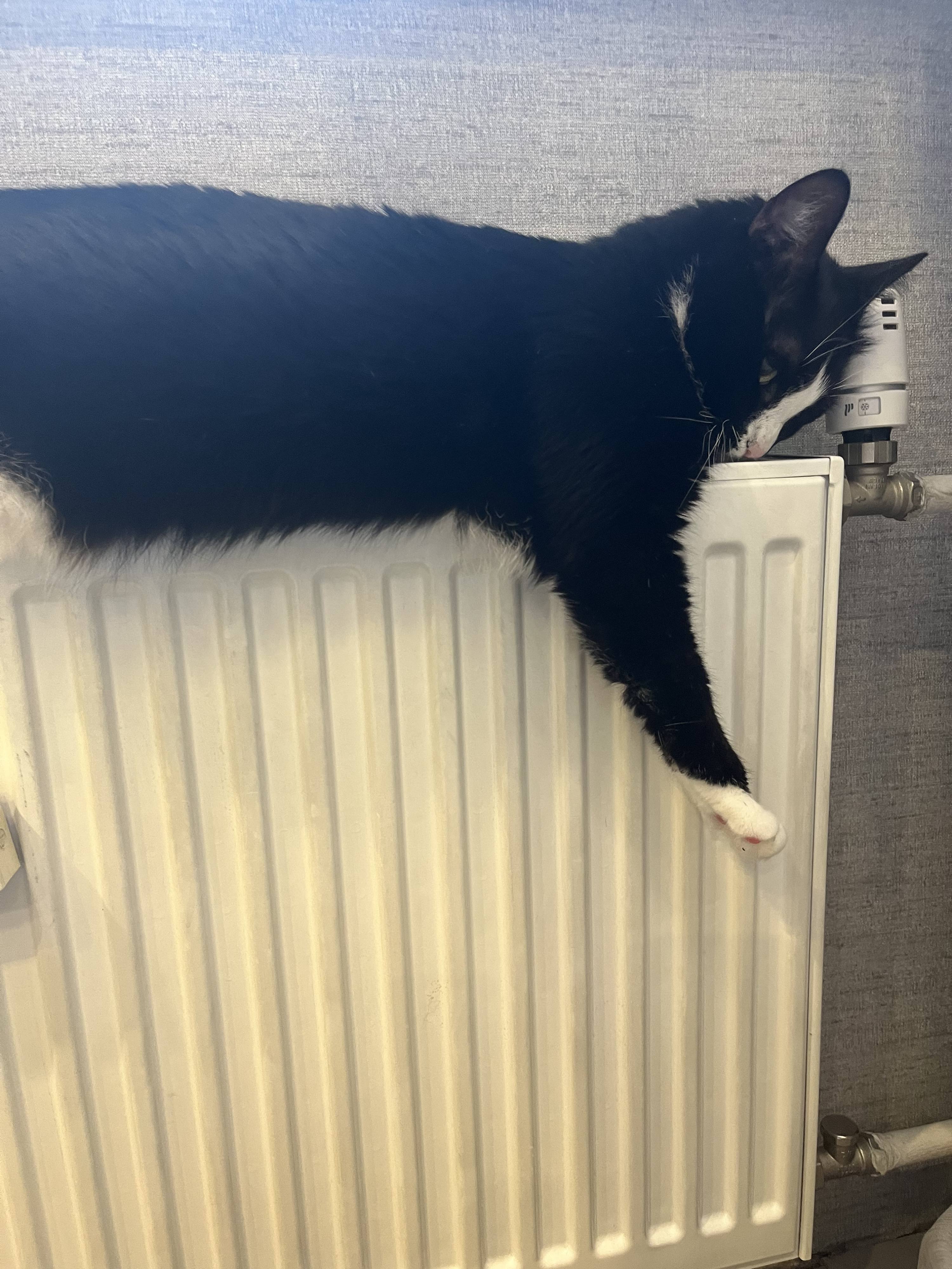 Помогите оплатить лечение моего кота 🙌