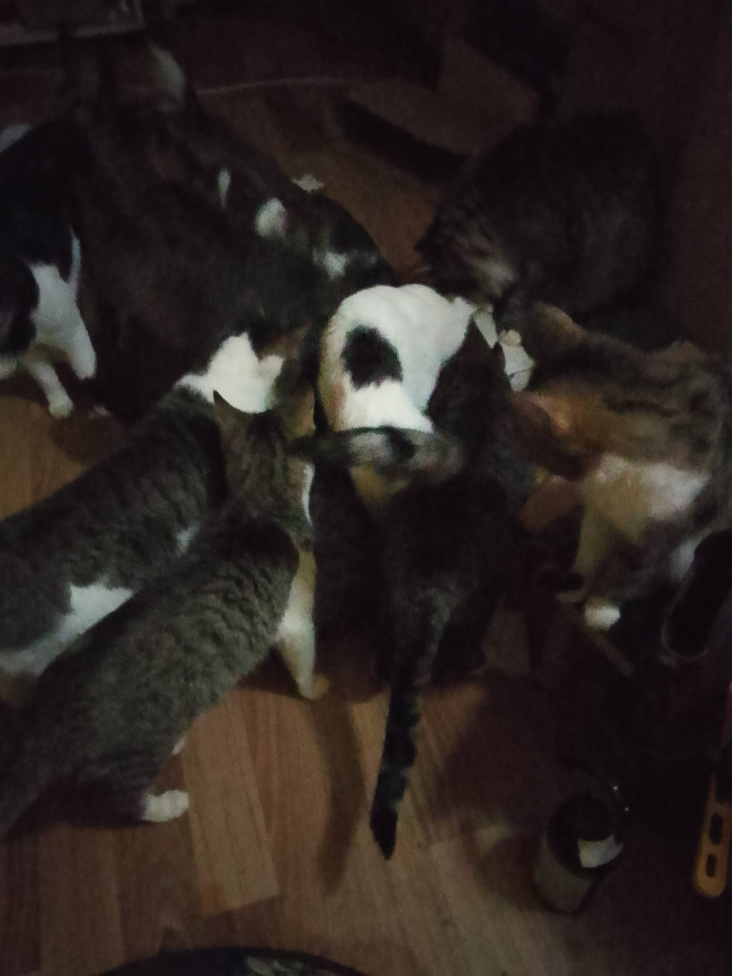 Прошу любой помощи, деньги, продукты, корм для кош