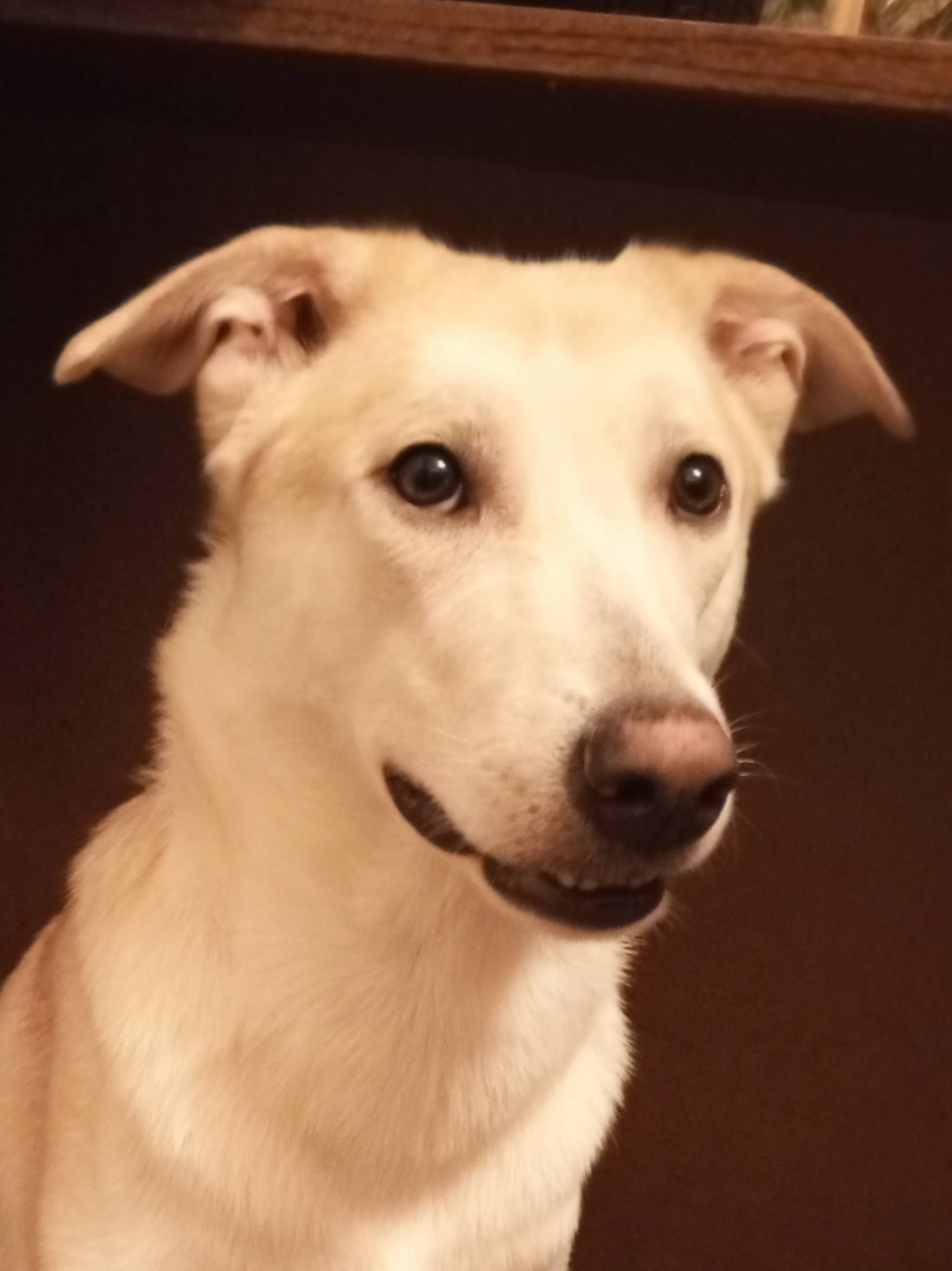 Помогите на корма животным