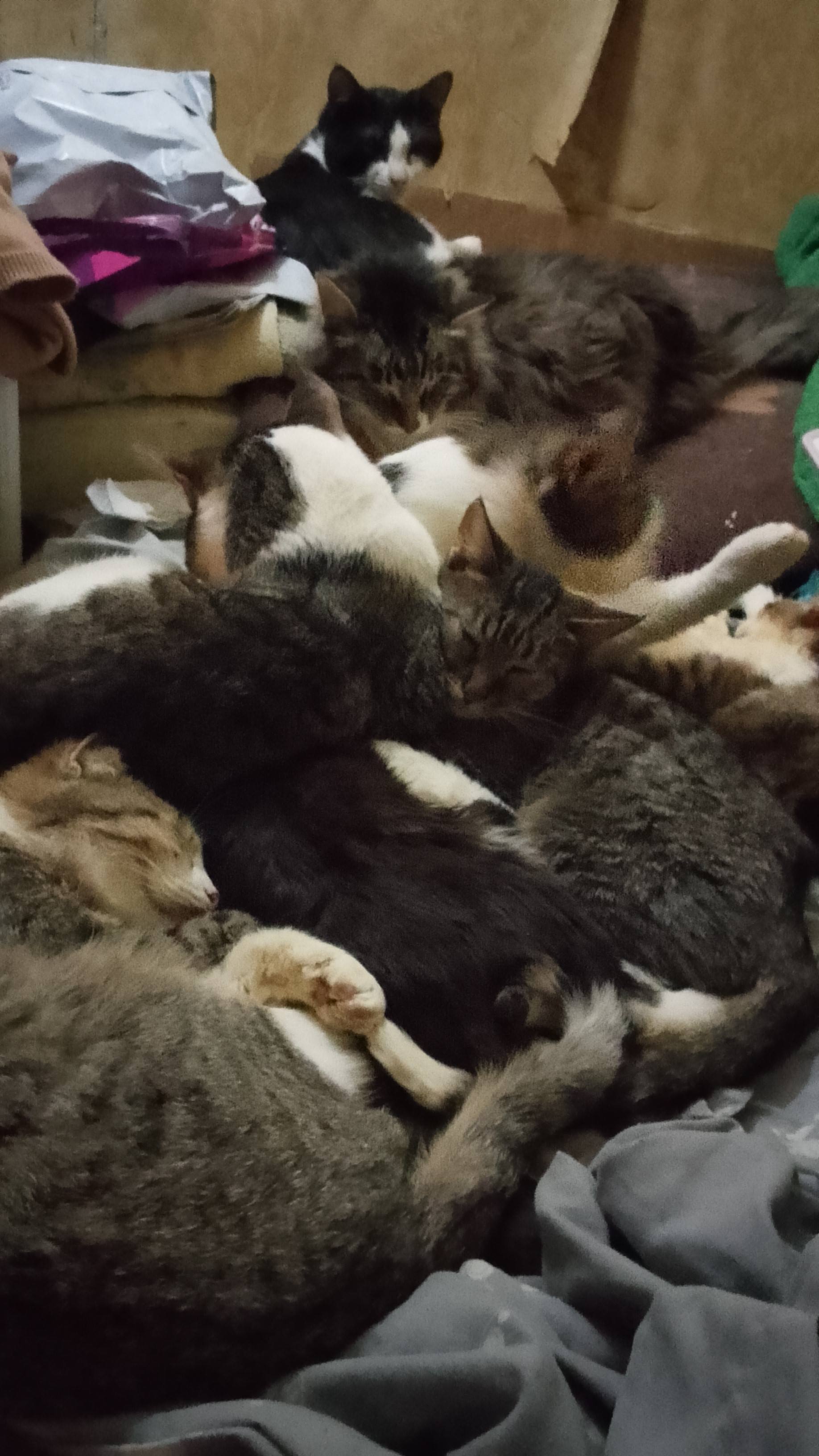 Прошу помогите на корм для кошек