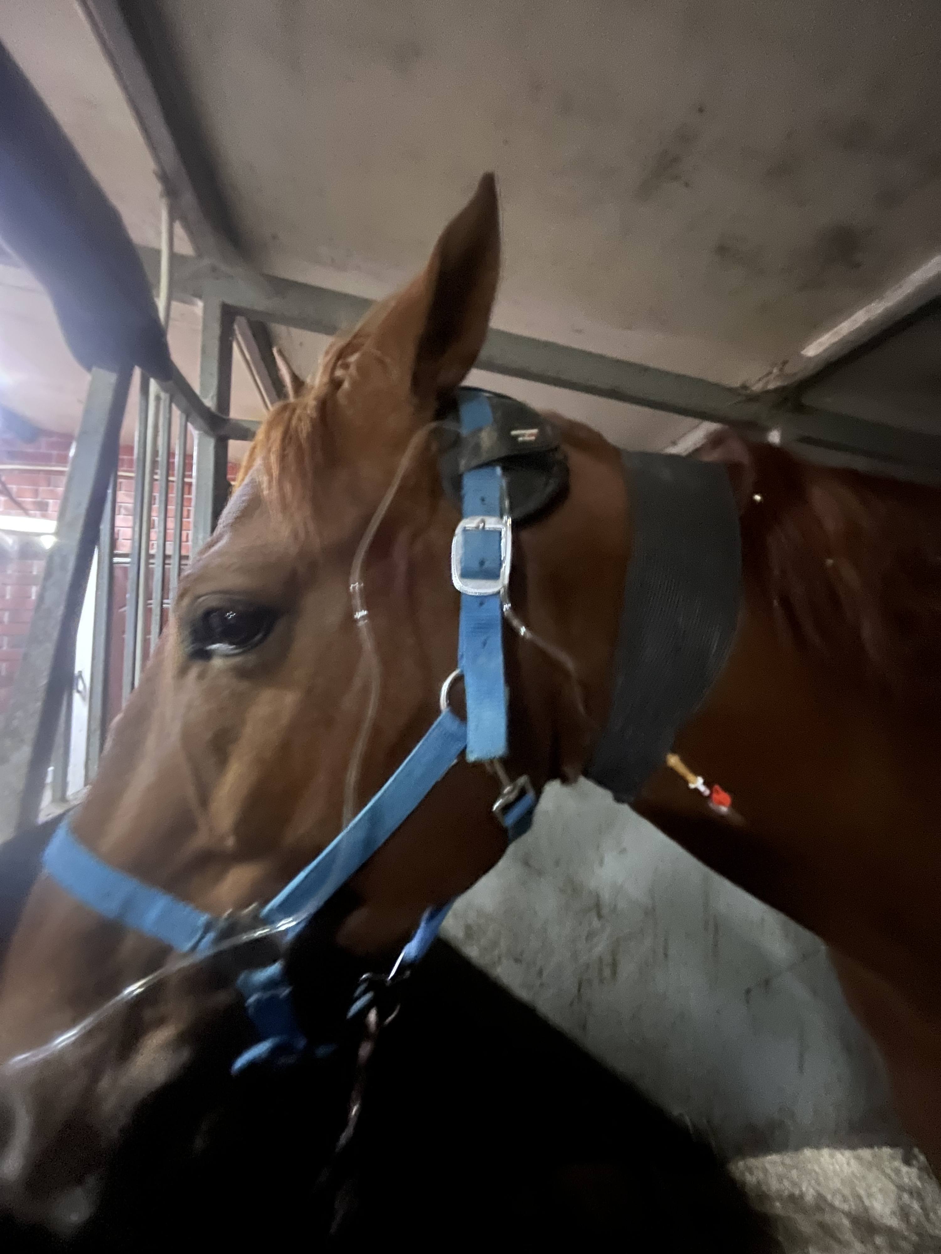 Нужны деньги на лечения коня