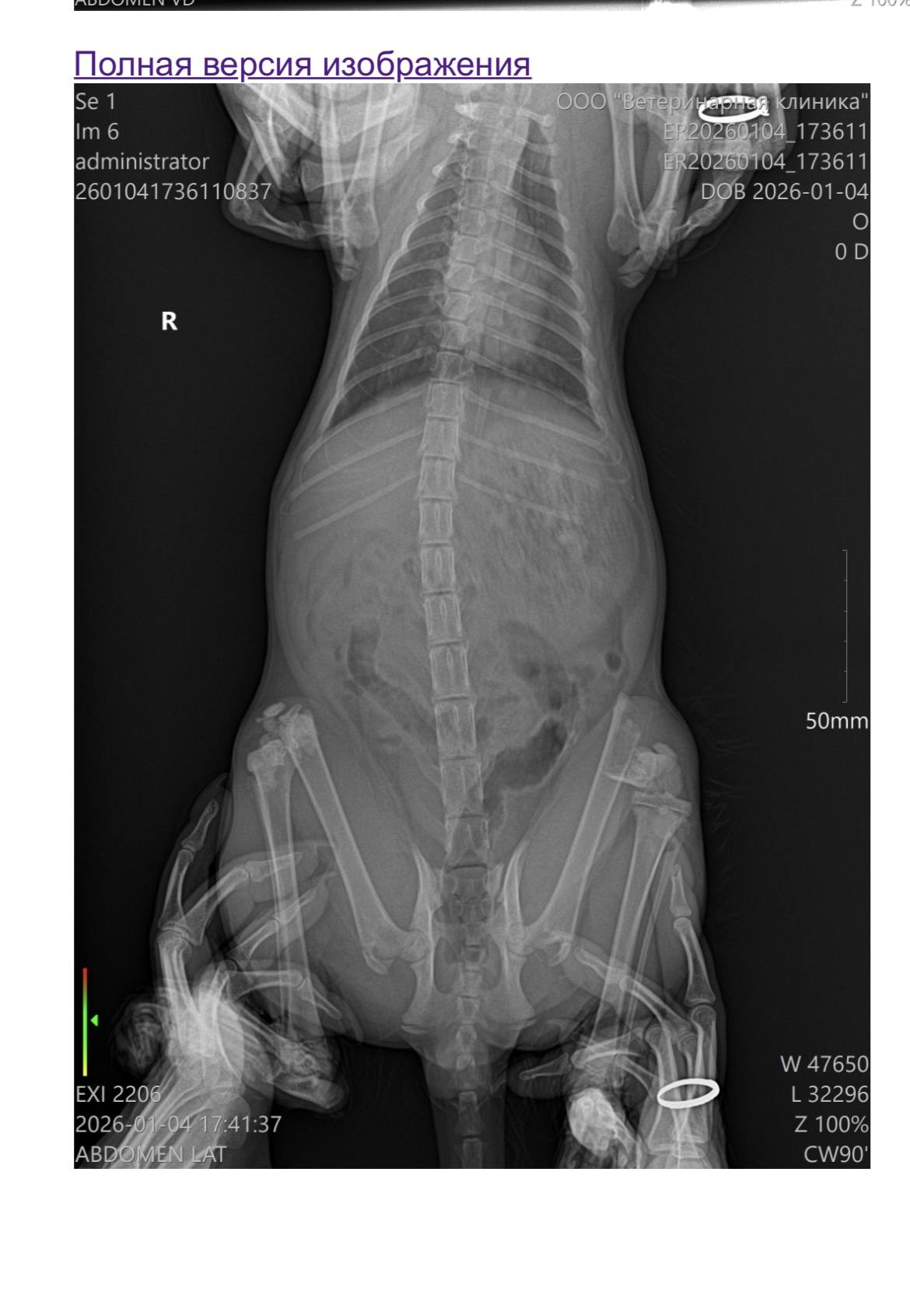 Помогите , пожалуйста, сделать операцию коту