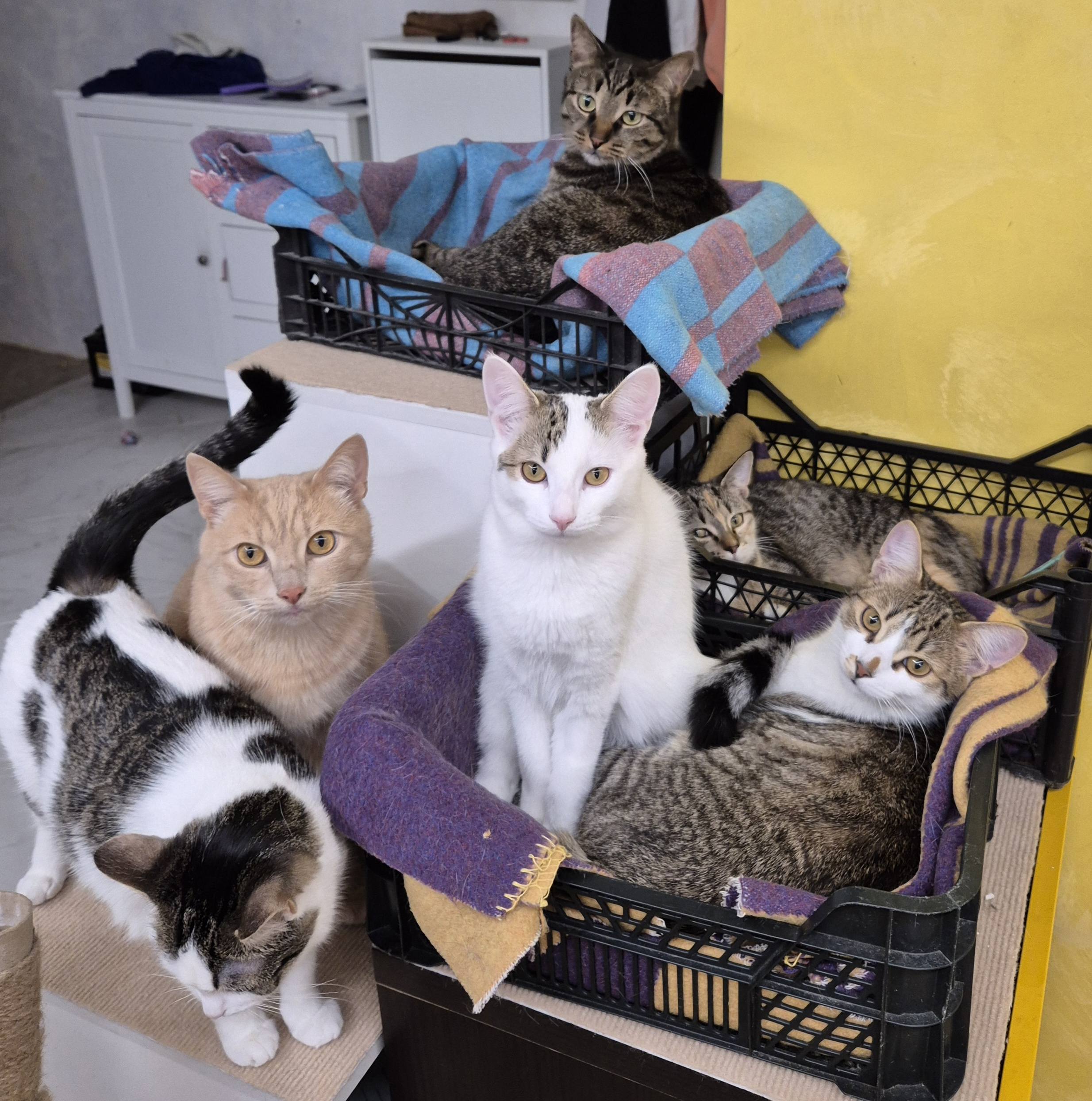 Помогите прокормить 7 котов