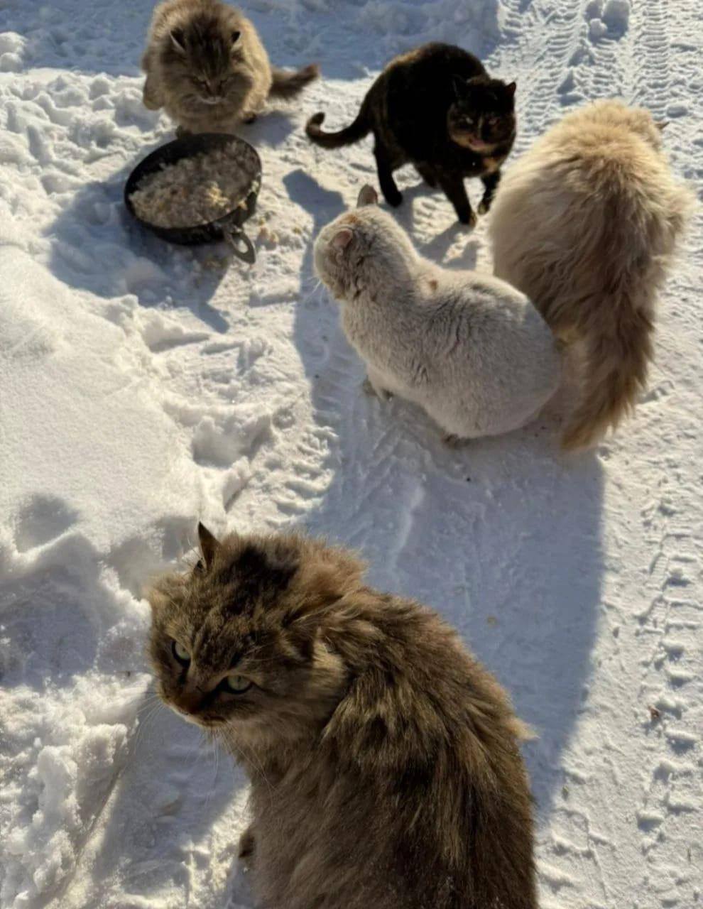 прошу помощи , нашла на улице 5 котиков 🙏🏽