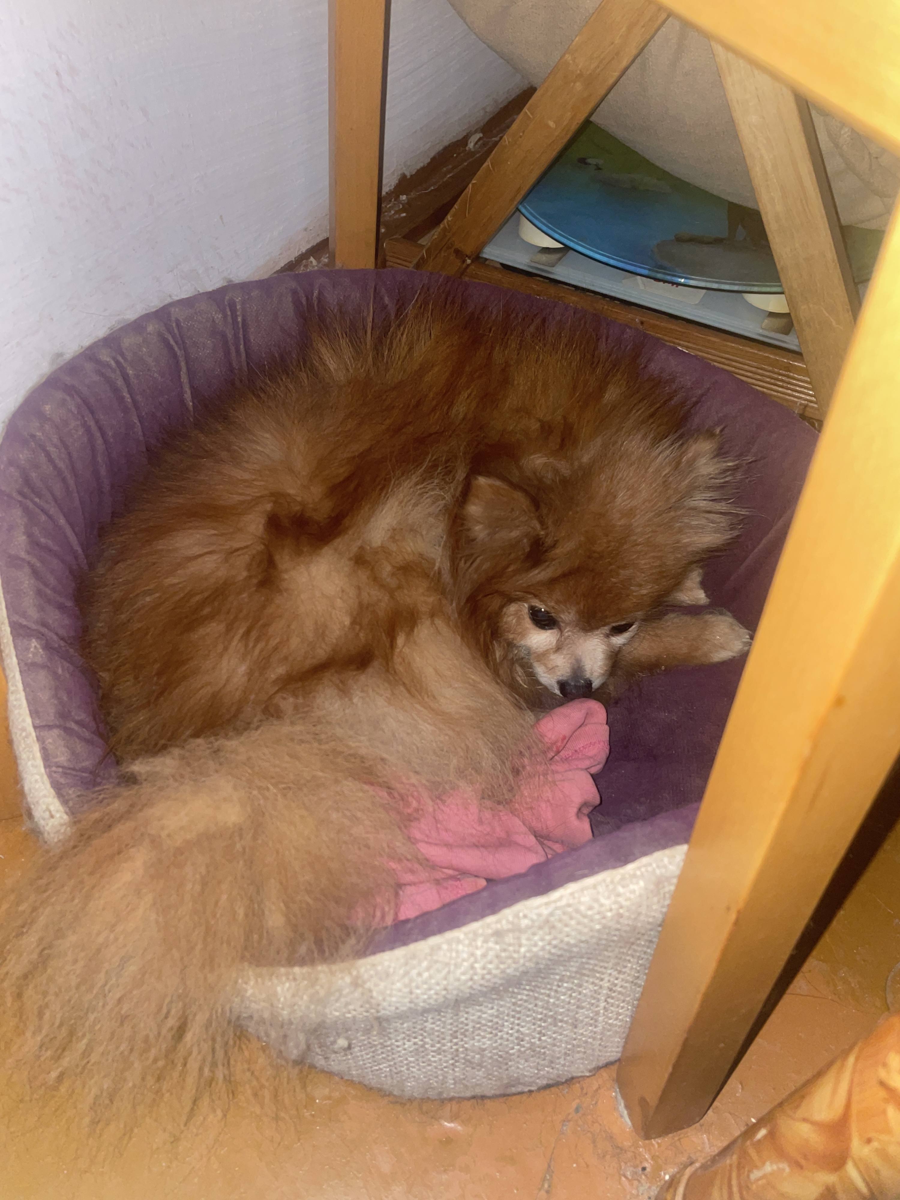 Пожалуйста помогите вылечить собачку!