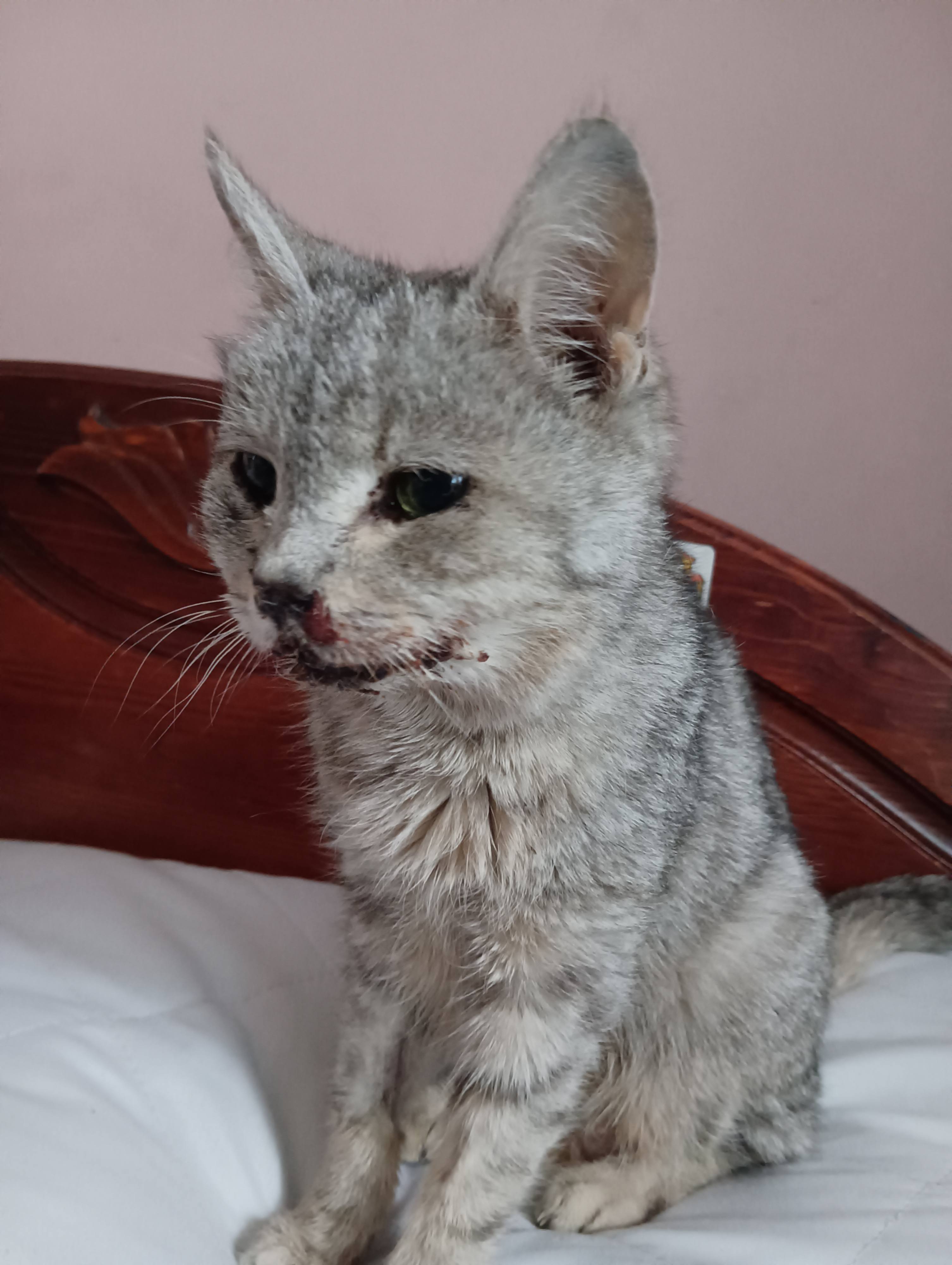 Помогите вылечить кошку