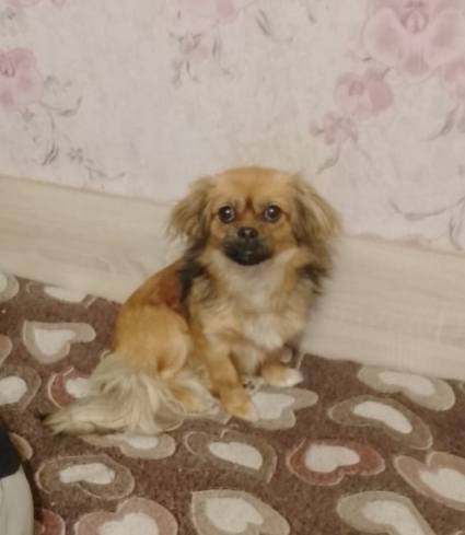 Помогите вылечить собачку