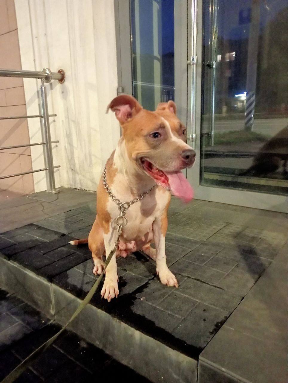 Лечение собаки