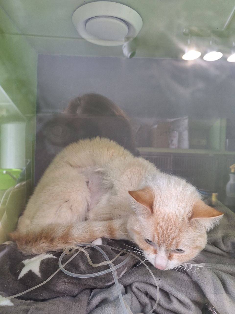 Помогите оплатить ветеринарную клинику