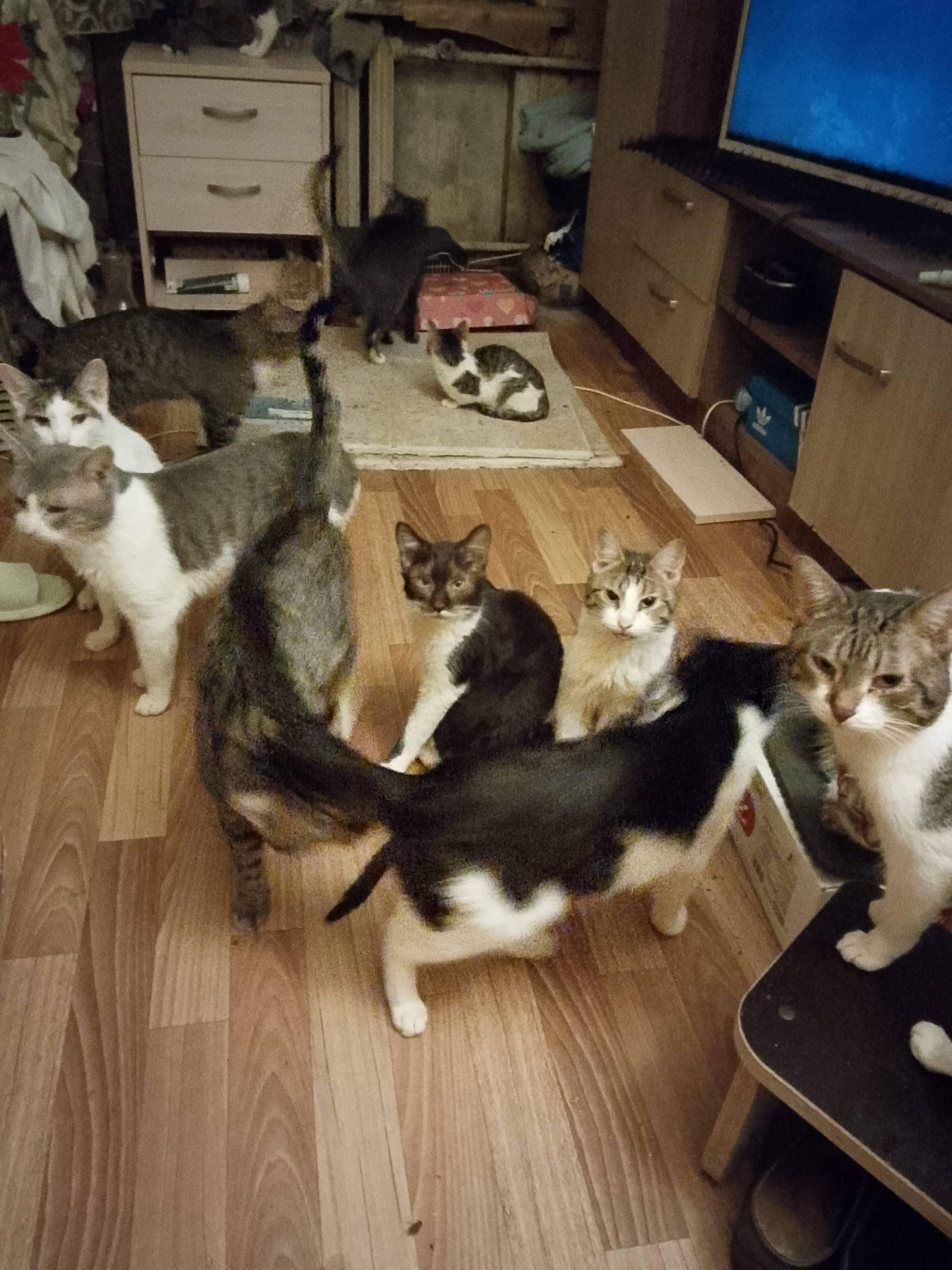 Здравствуйте, я очень прошу помочь мне купить еды