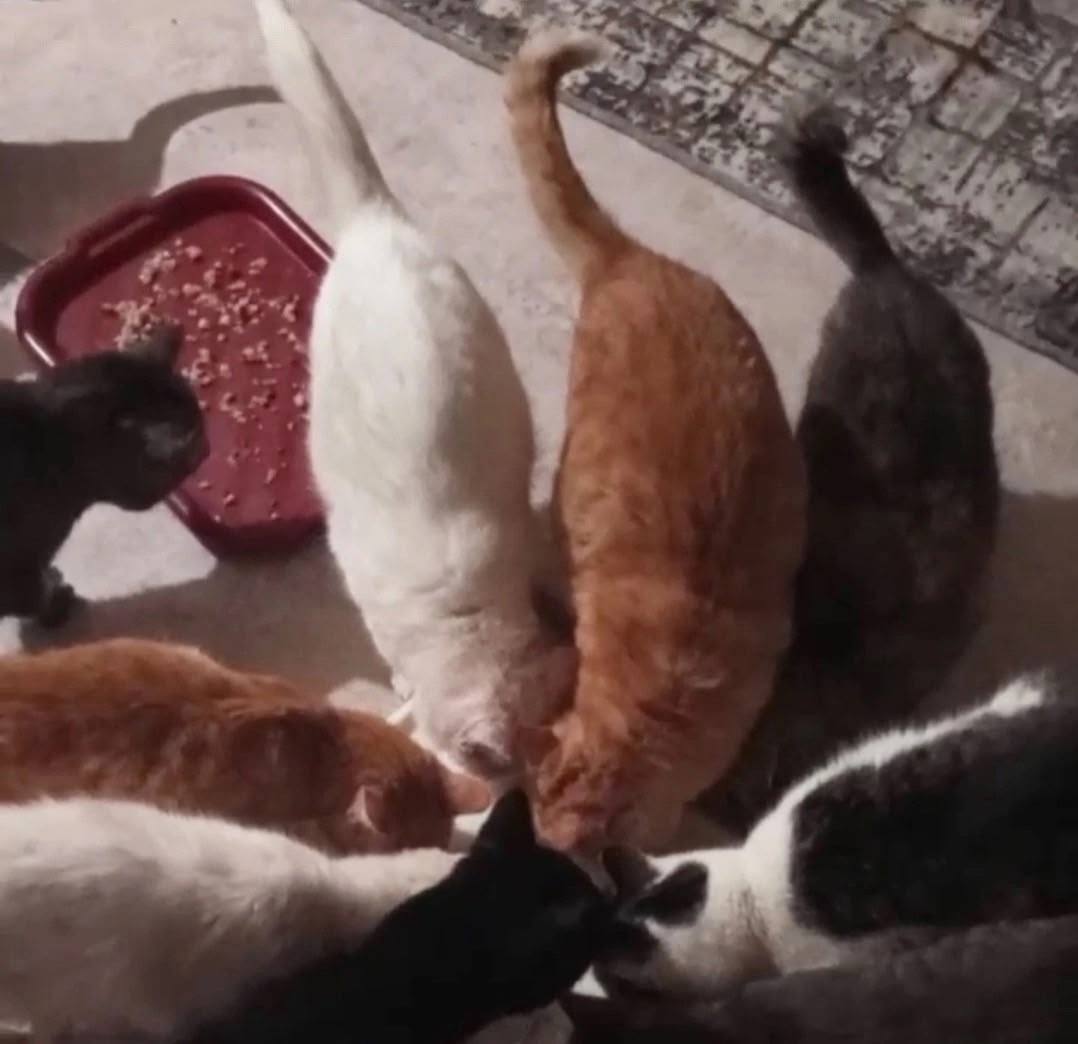 Приюту срочно требуется помощь