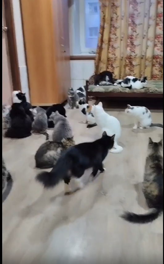 Очень нужна помощь кошечкам