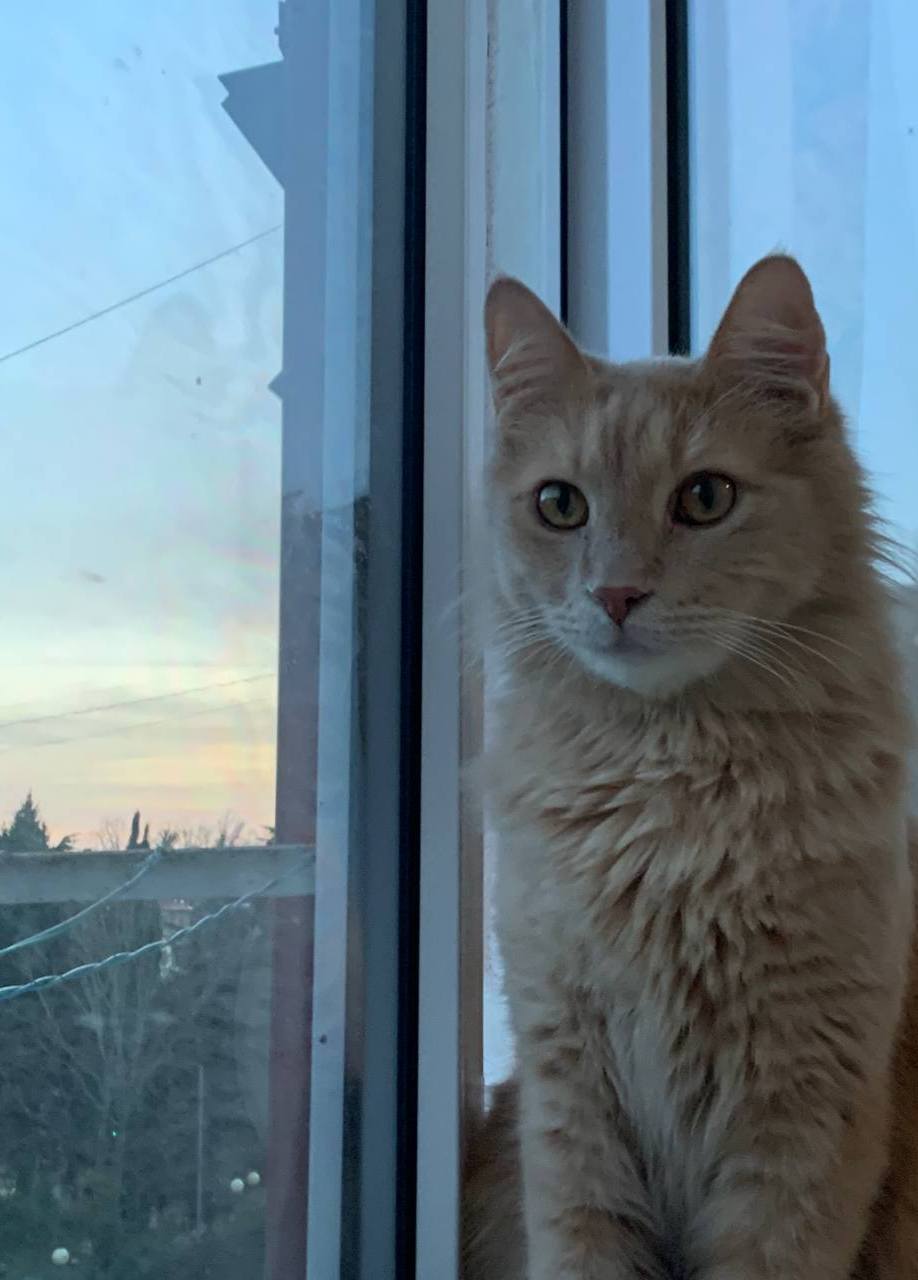 Помогите котику на лечение