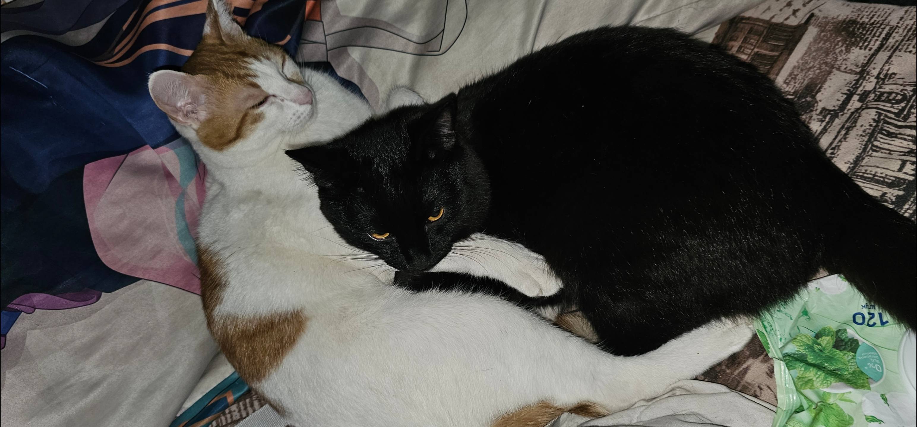 Котикам на покушать