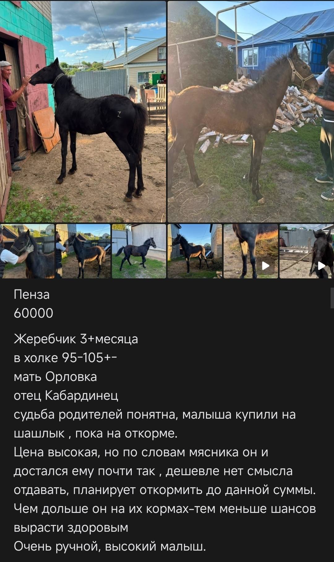 Помогите спасти лошадь с бойни