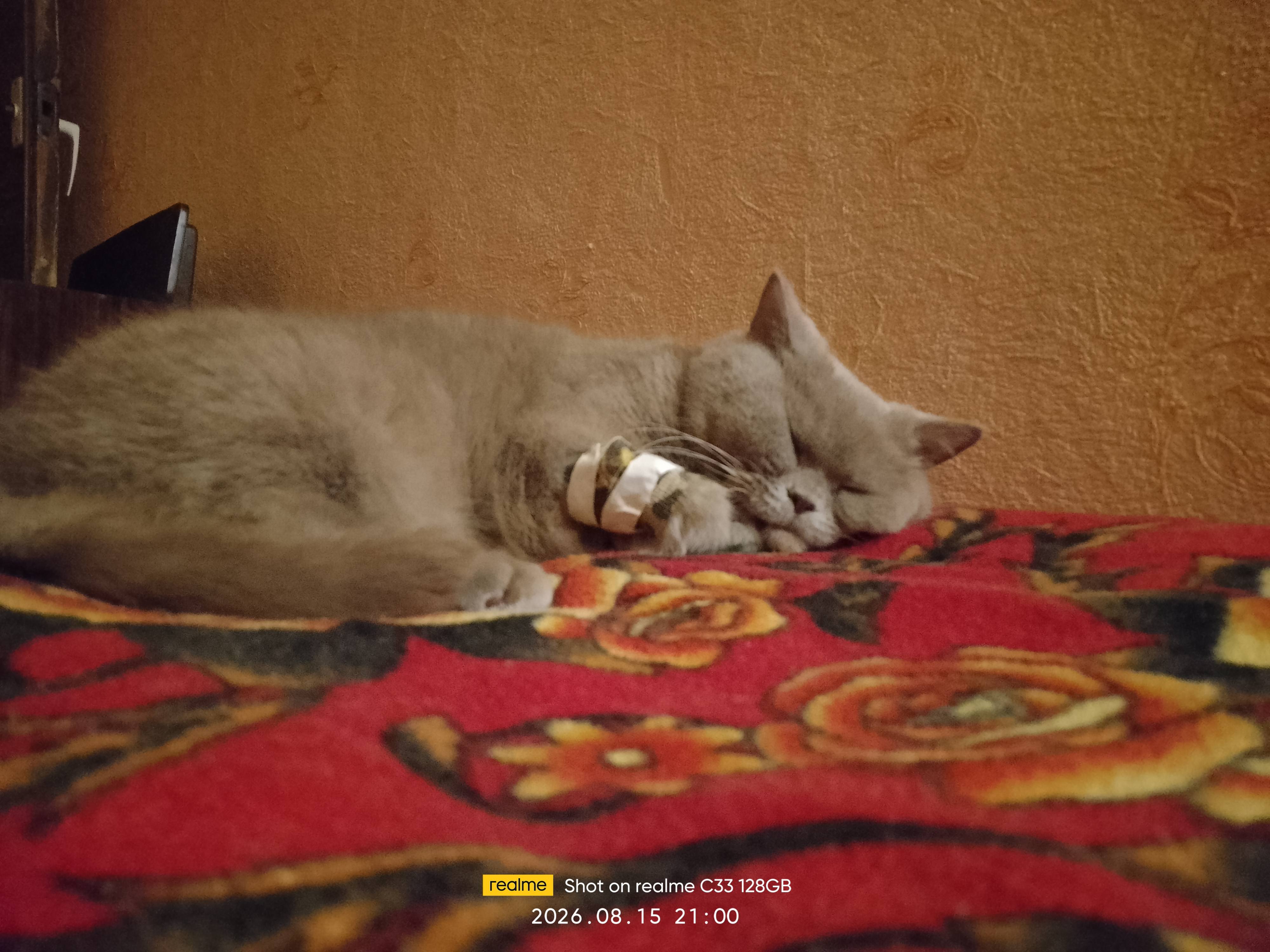 Помогите вылечить кота Кузьму!