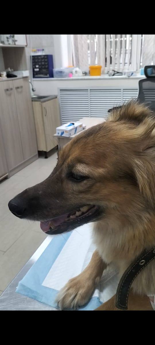 Сбор. Моей Собаке, на лечение.