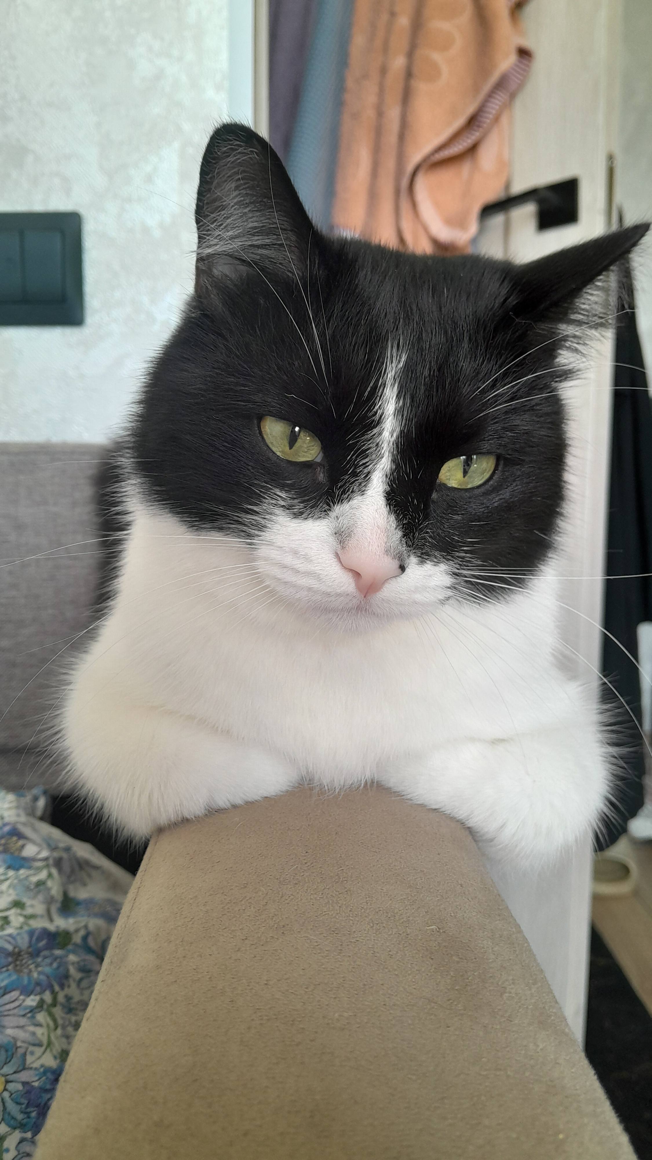 Котик Степа тяжело болеет